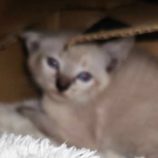 10月20日新田店に参加する猫びよりの保護猫14