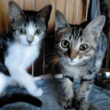 10月20日新田店に参加する猫びよりの保護猫15