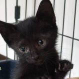 10月20日新田店に参加する猫びよりの保護猫16