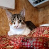 10月27日小山店に参加するにゃんこの大冒険の保護猫01