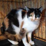 10月27日小山店に参加するにゃんこの大冒険の保護猫02