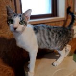 10月27日小山店に参加するにゃんこの大冒険の保護猫03