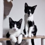 10月27日小山店に参加するにゃんこの大冒険の保護猫04