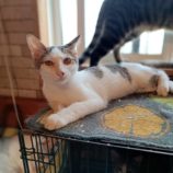 10月27日小山店に参加するにゃんこの大冒険の保護猫05