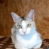 10月27日小山店に参加するにゃんこの大冒険の保護猫06