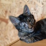 10月27日小山店に参加するにゃんこの大冒険の保護猫07