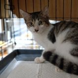 10月27日小山店に参加するにゃんこの大冒険の保護猫08