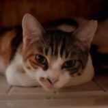 10月27日小山店に参加するにゃんこの大冒険の保護猫09