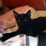 10月27日小山店に参加するにゃんこの大冒険の保護猫10