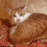 10月27日小山店に参加するにゃんこの大冒険の保護猫11