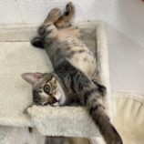 10月19日八千代店に参加する花ねこ千葉の保護猫01