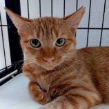 10月19日八千代店に参加する花ねこ千葉の保護猫02