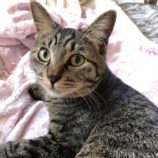 10月19日八千代店に参加する花ねこ千葉の保護猫03