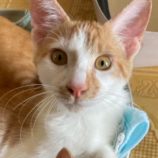 10月19日八千代店に参加する花ねこ千葉の保護猫04