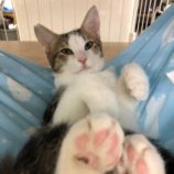 10月19日八千代店に参加する花ねこ千葉の保護猫06