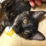 10月19日八千代店に参加する花ねこ千葉の保護猫07