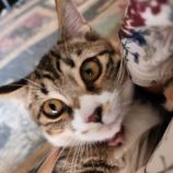 10月19日八千代店に参加する花ねこ千葉の保護猫09