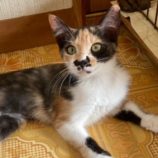 10月19日八千代店に参加する花ねこ千葉の保護猫10