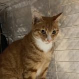 10月19日八千代店に参加する花ねこ千葉の保護猫11