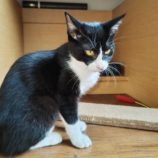 10月19日八千代店に参加する花ねこ千葉の保護猫12