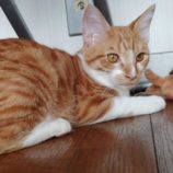 10月19日八千代店に参加する花ねこ千葉の保護猫13