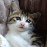 10月19日八千代店に参加する花ねこ千葉の保護猫14