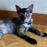 10月19日八千代店に参加する花ねこ千葉の保護猫15