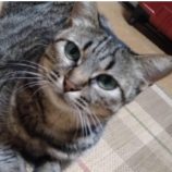 10月19日八千代店に参加する花ねこ千葉の保護猫16