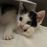 11月3日八千代店に参加する美浜ねこの会の保護猫01