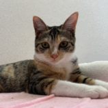 11月3日八千代店に参加する美浜ねこの会の保護猫02