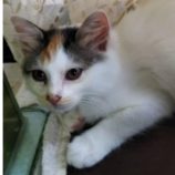 11月3日八千代店に参加する美浜ねこの会の保護猫03