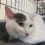 11月3日八千代店に参加する美浜ねこの会の保護猫04