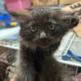 11月3日八千代店に参加する美浜ねこの会の保護猫05