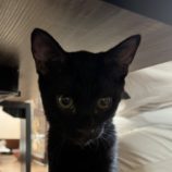 11月3日八千代店に参加する美浜ねこの会の保護猫06