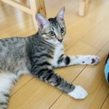 11月3日八千代店に参加する美浜ねこの会の保護猫09