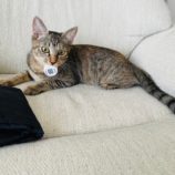 11月3日八千代店に参加する美浜ねこの会の保護猫10