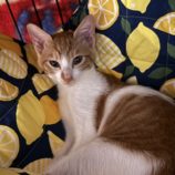 11月3日八千代店に参加する美浜ねこの会の保護猫12