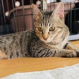 11月3日八千代店に参加する美浜ねこの会の保護猫13