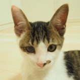 11月3日八千代店に参加する美浜ねこの会の保護猫14