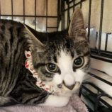 11月3日八千代店に参加する美浜ねこの会の保護猫15