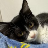 11月3日八千代店に参加する美浜ねこの会の保護猫16