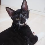 11月3日八千代店に参加する美浜ねこの会の保護猫17