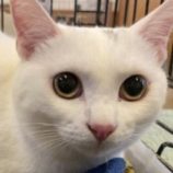 11月3日八千代店に参加する美浜ねこの会の保護猫19