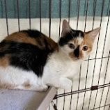 11月3日八千代店に参加する美浜ねこの会の保護猫20