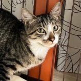 11月3日八千代店に参加する美浜ねこの会の保護猫21