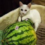 11月3日八千代店に参加する美浜ねこの会の保護猫22