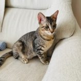 11月3日八千代店に参加する美浜ねこの会の保護猫23