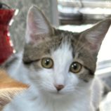 11月3日八千代店に参加する美浜ねこの会の保護猫24