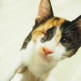 11月3日八千代店に参加する美浜ねこの会の保護猫25