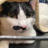 11月3日八千代店に参加する美浜ねこの会の保護猫26